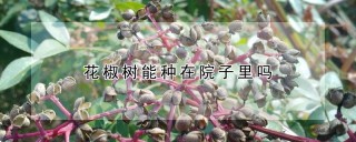 花椒树能种在院子里吗,第1图