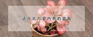 适合北方室内养的盆栽,第1图