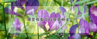 哪里有紫花苜蓿草种卖,第1图