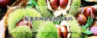 板栗用种子能种出来吗,第1图