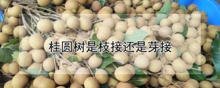 桂圆树是枝接还是芽接,第1图