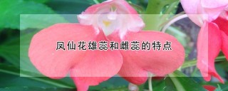 凤仙花雄蕊和雌蕊的特点,第1图