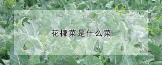 花椰菜是什么菜,第1图