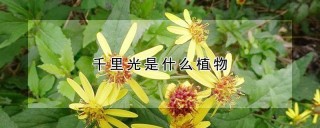 千里光是什么植物,第1图