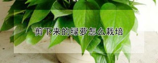 剪下来的绿萝怎么栽培,第1图