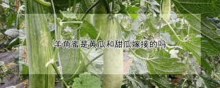 羊角蜜是黄瓜和甜瓜嫁接的吗,第1图