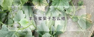 羊角蜜架子怎么搭,第1图