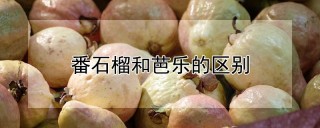 番石榴和芭乐的区别,第1图