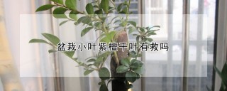 盆栽小叶紫檀干叶有救吗,第1图