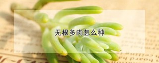 无根多肉怎么种,第1图