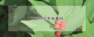 丁香叶忍冬有毒吗,第1图