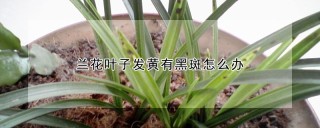 兰花叶子发黄有黑斑怎么办,第1图