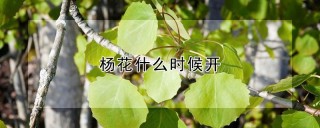 杨花什么时候开,第1图