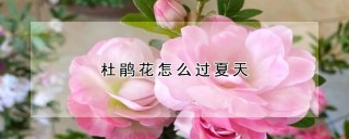 杜鹃花怎么过夏天,第1图