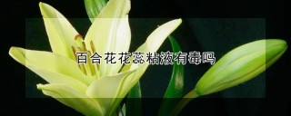 百合花花蕊粘液有毒吗,第1图