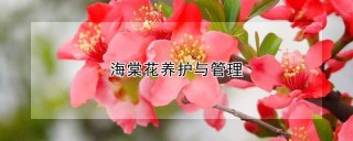 海棠花养护与管理,第1图