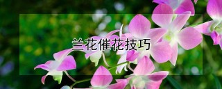 兰花催花技巧,第1图