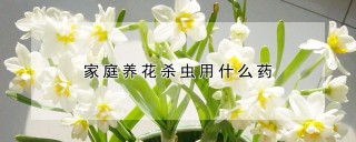 家庭养花杀虫用什么药,第1图