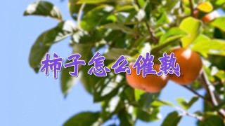 柿子怎么催熟,第1图