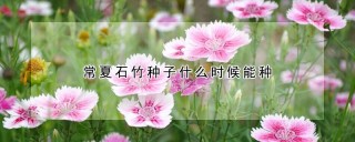 常夏石竹种子什么时候能种,第1图