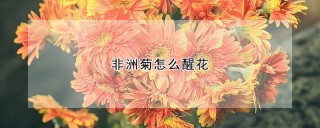 非洲菊怎么醒花,第1图