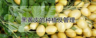 黑黄皮的种植及管理,第1图