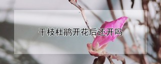 干枝杜鹃开花后还开吗,第1图