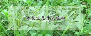 水花生是什么植物,第1图