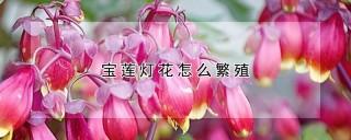 宝莲灯花怎么繁殖,第1图