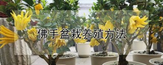 佛手盆栽养殖方法,第1图