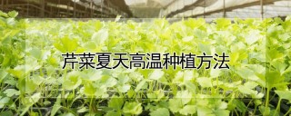 芹菜夏天高温种植方法,第1图