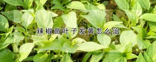 辣椒苗叶子发黄怎么治,第1图