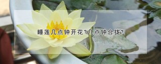 睡莲几点钟开花?几点钟合拢?,第1图