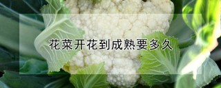 花菜开花到成熟要多久,第1图