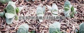 元宝多肉的养殖方法和注意事项,第1图