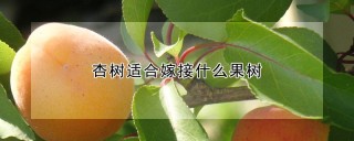 杏树适合嫁接什么果树,第1图