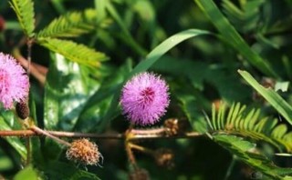 含羞草怎么养长得快，注意这五个要点生长青翠欲滴,第3图