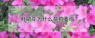 杜鹃花为什么花苞萎缩,第1图