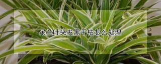 吊兰叶尖发黑干枯怎么处理,第1图