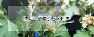 雏菊叶子蔫了怎么回事,第1图