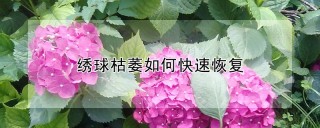 绣球枯萎如何快速恢复,第1图