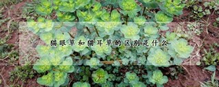 猫眼草和猫耳草的区别是什么,第1图