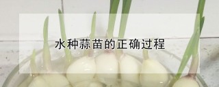 水种蒜苗的正确过程,第1图