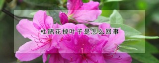 杜鹃花掉叶子是怎么回事,第1图