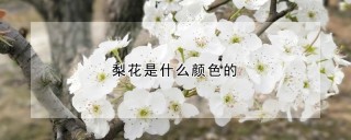 梨花是什么颜色的,第1图