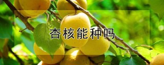 杏核能种吗,第1图