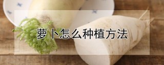 萝卜怎么种植方法,第1图