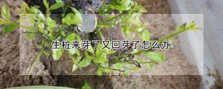 生桩来芽了又回芽了怎么办,第1图