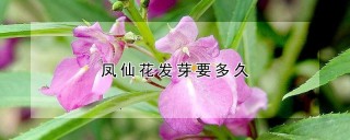 凤仙花发芽要多久,第1图