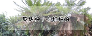 铁树种子怎样种植,第1图